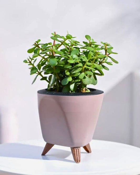 planta de Jade Mini de 6.5" en maceta