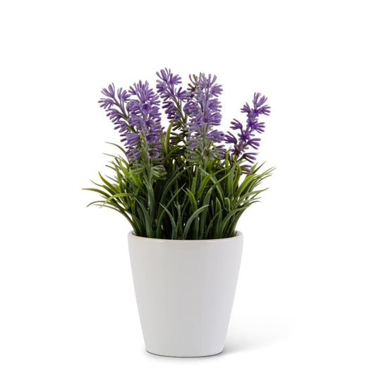 Purple Lavender in White Ceramic Pot