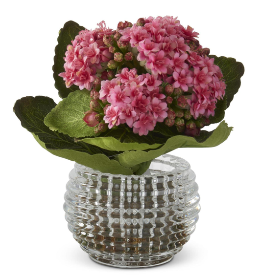7.5 Inch Kalanchoe Premade in Pressed Glass Vase w/Faux Moss