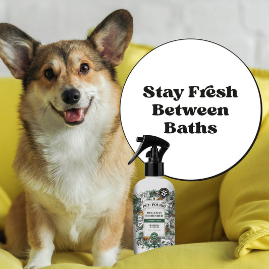 Dog Coat Refresher