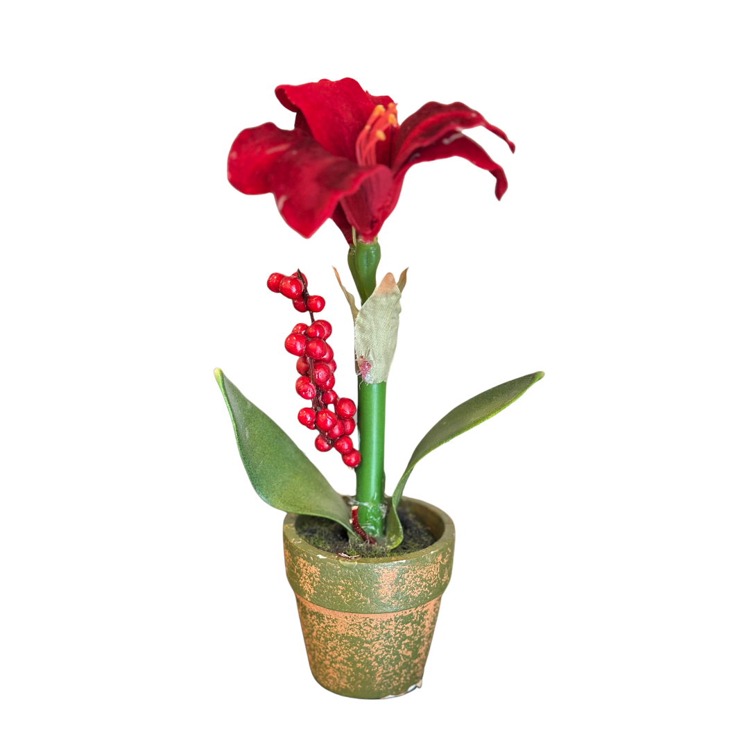 Amarilis rojas en maceta (unidad)