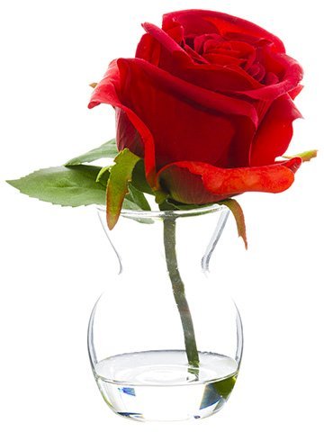 Rosa de 6″ en florero de vidrio rojo