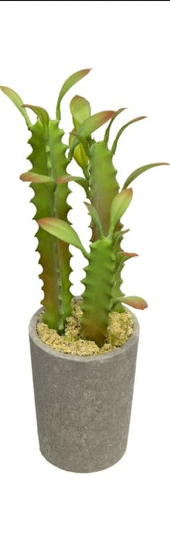 Cactus en maceta decorativo