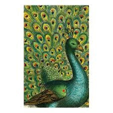 COY PEACOCK - fosfóros