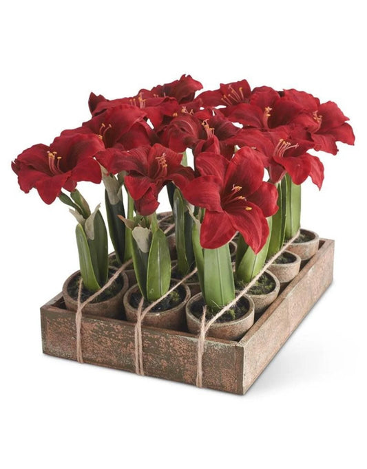 Amarilis rojas en maceta (unidad)