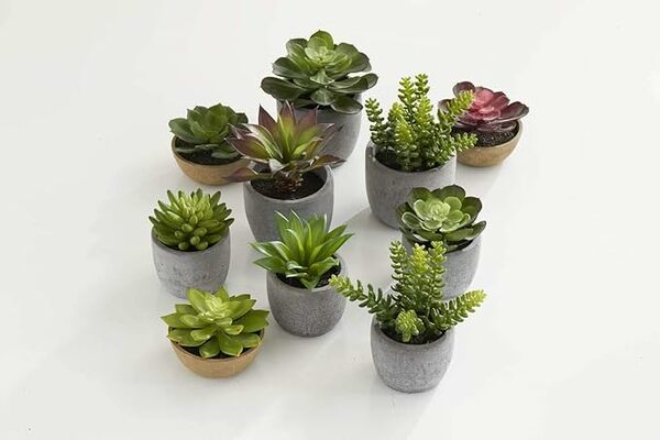 Suculentas grandes en macetas de cemento (4 estilos) - k&k interiors