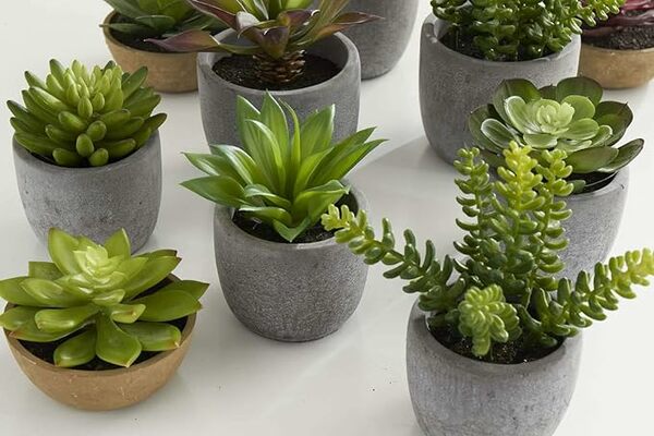 Suculentas grandes en macetas de cemento (4 estilos) - k&k interiors