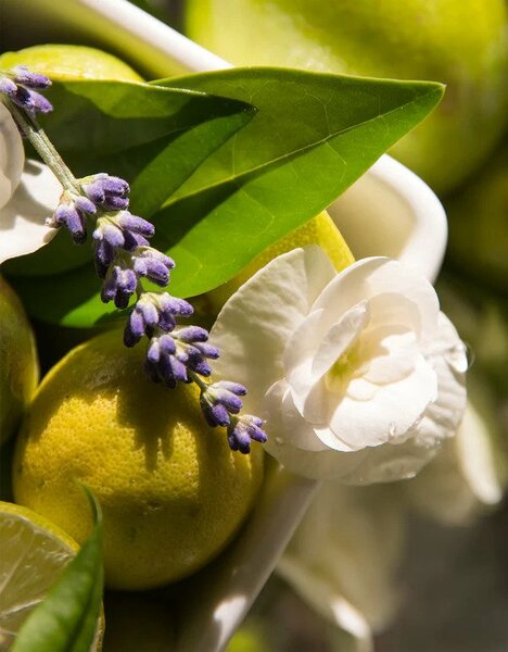 Lavender & Lime Blossom 10OZ Body Moisturizer