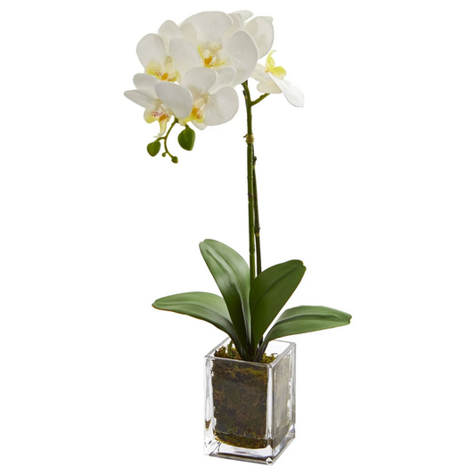 Orquídea blanca de 18.5 pulgadas en recipiente de vidrio cuadrado - k&k interiors