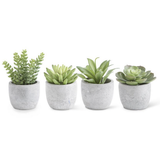Suculentas grandes en macetas de cemento (4 estilos) - k&k interiors