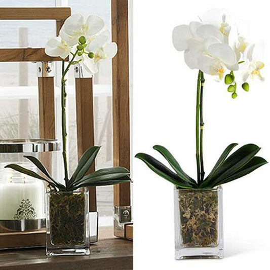 Orquídea blanca de 18.5 pulgadas en recipiente de vidrio cuadrado - k&k interiors