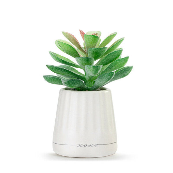 Mini Suculenta - Grateful Just Because -Demdaco