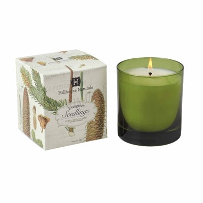 Evergreen Seedlings Candle in Gold Mercury Glass 18oz