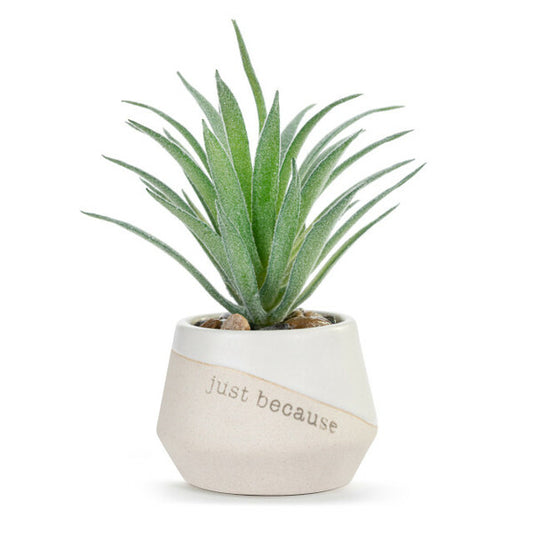 Mini Suculenta - Grateful Just Because -Demdaco