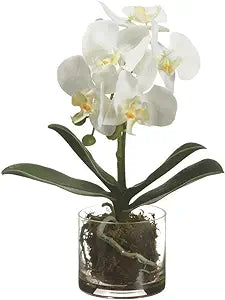 Planta de orquídea Phalaenopsis de 13" en florero de vidrio blanco