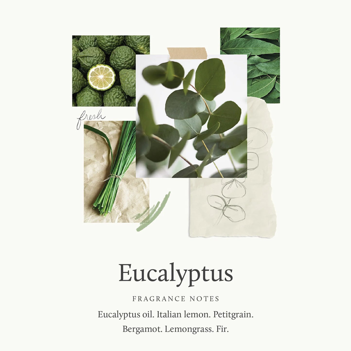 Eucalyptus Replenishing Hand Lotion 9.4 FL OZ