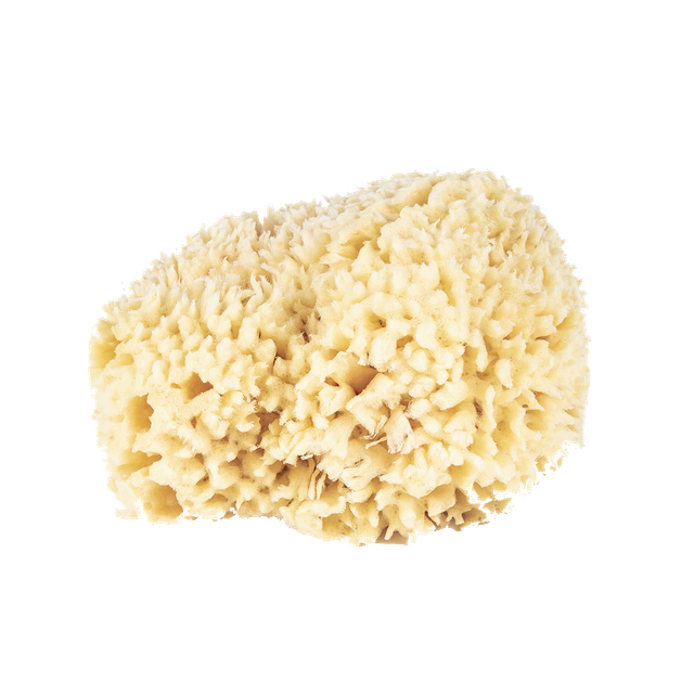 Wool Bath Sponge Large - Esponja Marina Natural