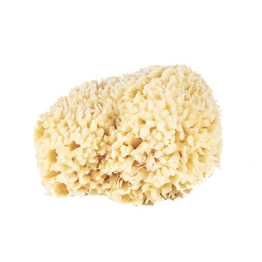 Wool Bath Sponge Large - Esponja Marina Natural