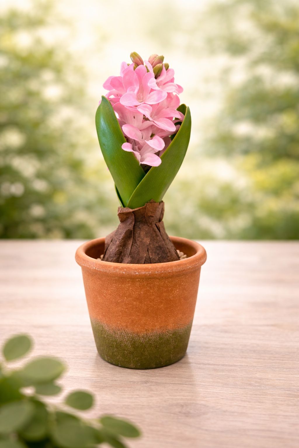 POTTED HYACINTH