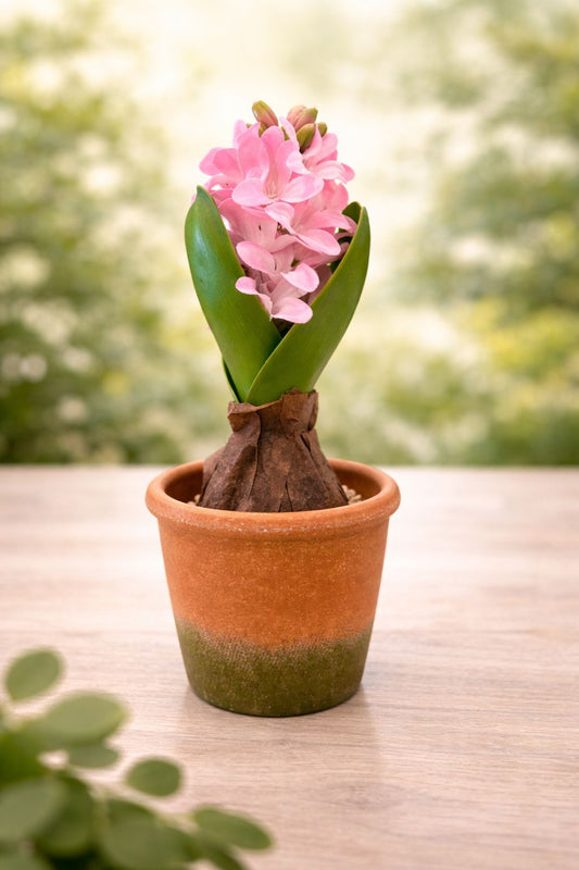 POTTED HYACINTH