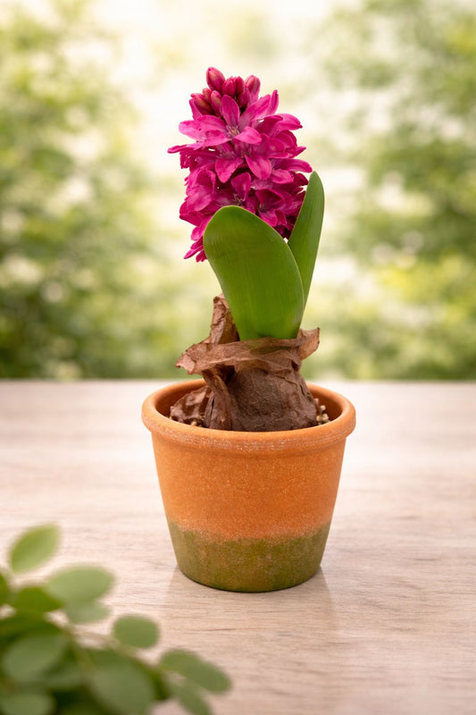 POTTED HYACINTH