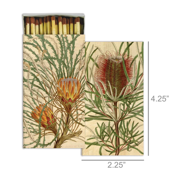 Protea Matches Decorativo