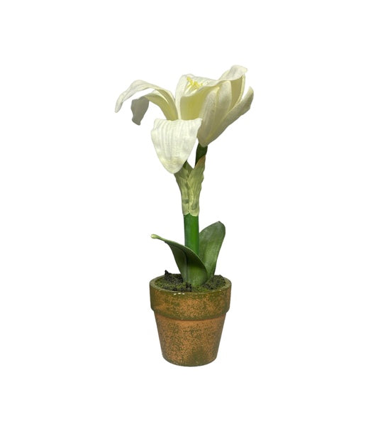 Amaryllis Blancas en Maceta